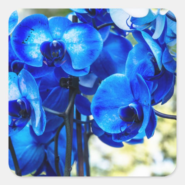 Sticker Carré Orchidées bleues (Devant)