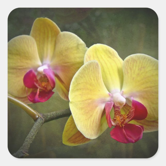 Sticker Carré Orchidées de teigne jaune - Phalaenopsis (Devant)