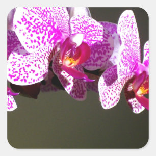Sticker Carré Orchidées roses