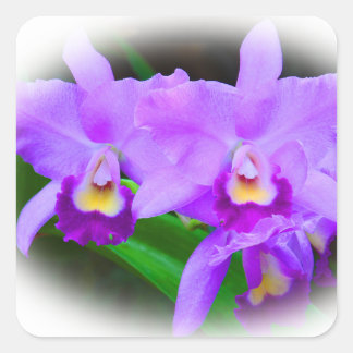 Sticker Carré Orchides de Pink