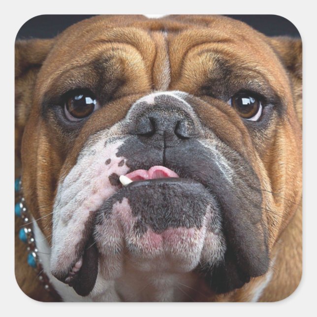 Sticker Carré Oreillers à lancer de Bulldog anglais (Devant)