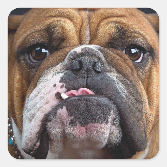 Sticker Carré Oreillers à lancer de Bulldog anglais (Devant)