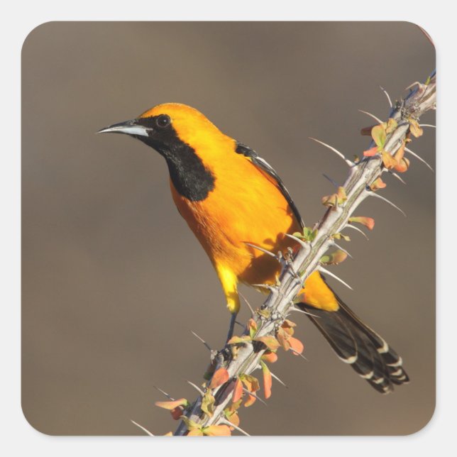 Sticker Carré Oriole à capuchon sur une branche (Devant)