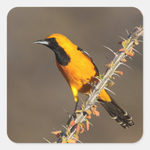 Sticker Carré Oriole à capuchon sur une branche