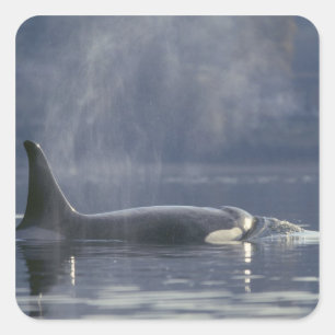 Sticker Carré Orque adulte femelle (Orcinus Orca), Puget