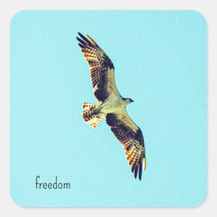 Sticker Carré Osprey
