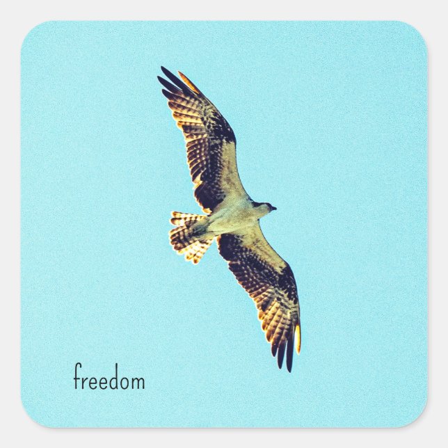 Sticker Carré Osprey (Devant)