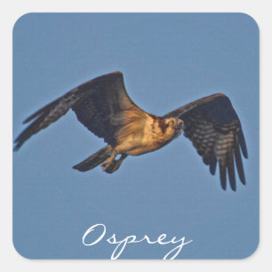 Sticker Carré Osprey Fish Eagle Vol au coucher du soleil