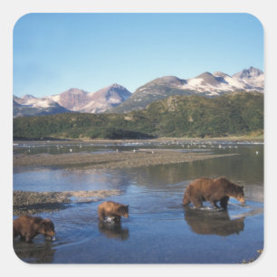Sticker Carré ours Brown, grizzli, truie et oursons