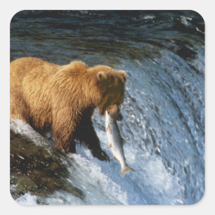 Sticker Carré Ours brun d'Alaska attrapant un saumon à Brooks