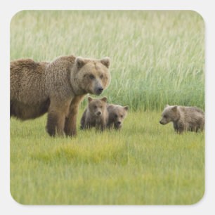 Sticker Carré Ours brun d'Alaska femelle et trois oursons, Ursus