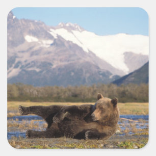 Sticker Carré Ours brun, ours grizzly s'étirant sur le dos
