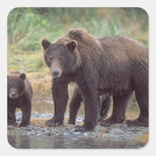 Sticker Carré ours brun, Ursus arctos, grizzli, Ursus 3