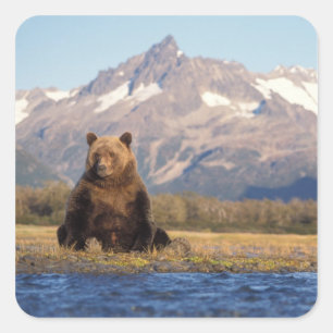 Sticker Carré ours brun, Ursus arctos, grizzly, Ursus