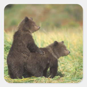 Sticker Carré ours brun, Ursus arctos, grizzly, Ursus 2