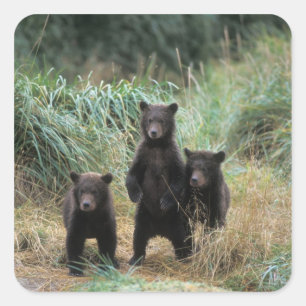 Sticker Carré ours brun, Ursus arctos, grizzly, Ursus 7