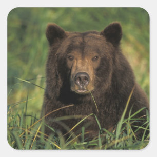 Sticker Carré ours brun, Ursus arctos, grizzly, Ursus 9