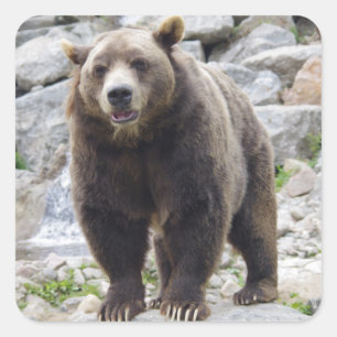 Sticker Carré Ours kodiak debout sur un rocher