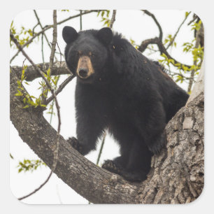Sticker Carré Ours noir Escalade