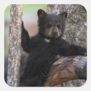 Sticker Carré Ours noir ourson paresseux