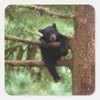 ours noir, Ursus americanus, ourson dans un arbre