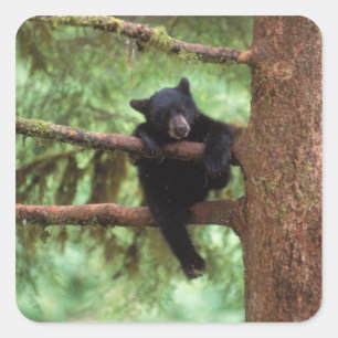 Sticker Carré ours noir, Ursus americanus, ourson dans un arbre
