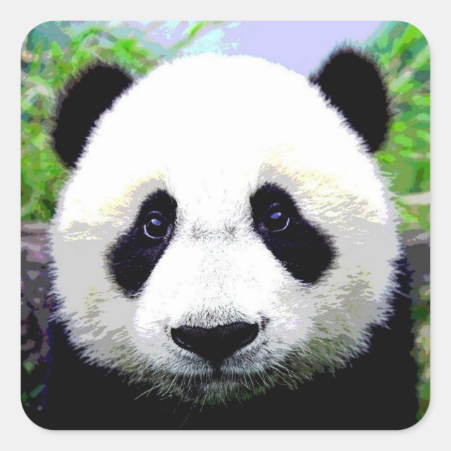 Sticker Carré Ours Panda (Devant)