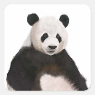 Sticker Carré Ours Panda Fluffé Cute