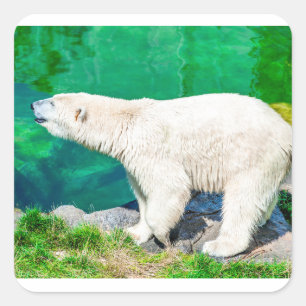 Sticker Carré Ours polaire