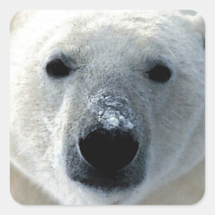 Sticker Carré Ours polaire