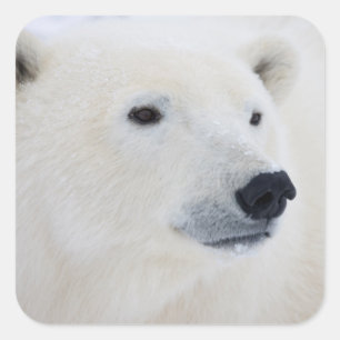 Sticker Carré Ours polaire Churchill