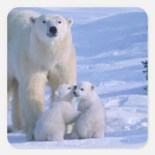 Sticker Carré Ours polaire femelle debout avec 2 oursons