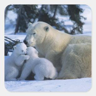 Sticker Carré Ours polaire féminin allongé avec 2 Cubs