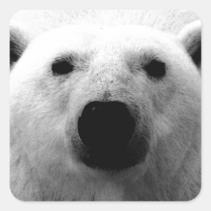 Sticker Carré Ours polaire noir et blanc
