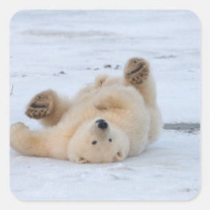 Sticker Carré ours polaire, Ursus maritimus, petit roulement 3