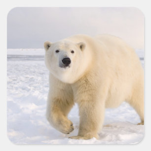 Sticker Carré ours polaire, Ursus maritimus, sur glace et neige,