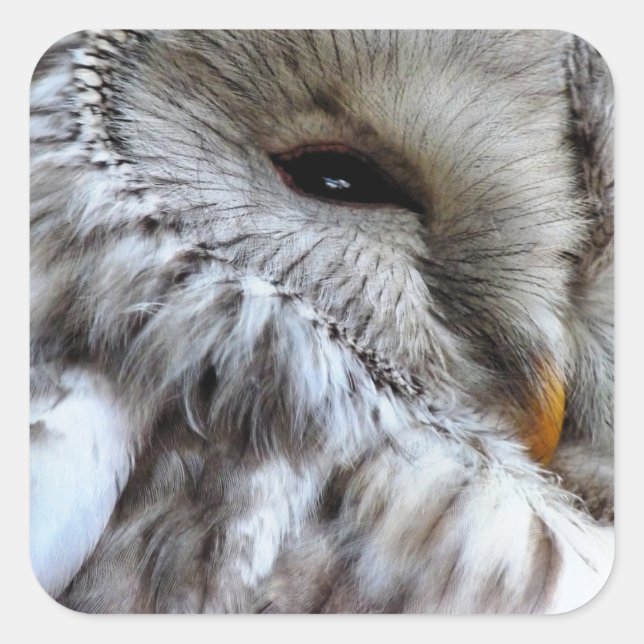 STICKER CARRÉ OWLS (Devant)