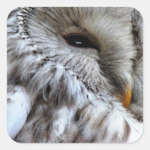 STICKER CARRÉ OWLS