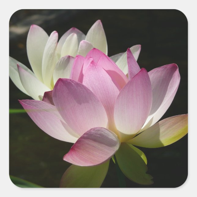 Sticker Carré Paire de fleurs de Lotus II (Devant)