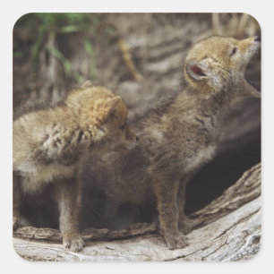 Sticker Carré Paire De Jeunes Coyotes Qui Tournent
