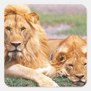 Sticker Carré Paire de lions d'Afrique, Panthera leo, Tanzanie