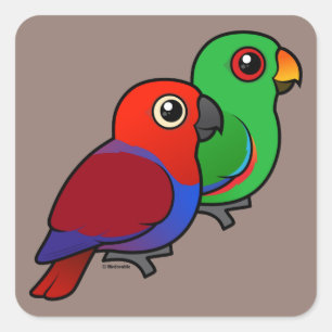 Sticker Carré Paire Eclectus