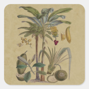Sticker Carré Palm Antique Fruit Tropical Art Botanique