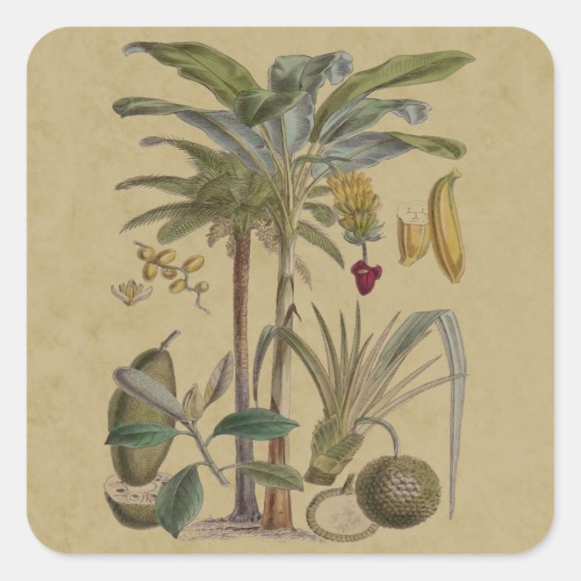 Sticker Carré Palm Antique Fruit Tropical Art Botanique (Devant)