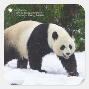 Sticker Carré Pandas géants de Smithsonien   dans la neige