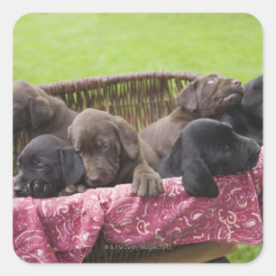 Sticker Carré Panier de chiots récupérateurs du labrador