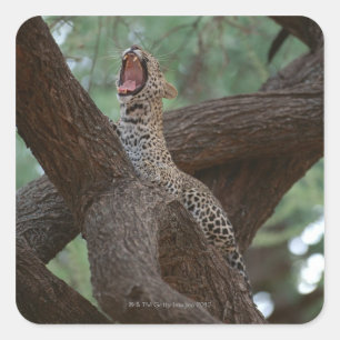 Sticker Carré Panther