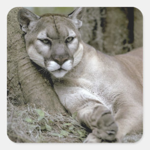 Sticker Carré Panthère de Floride, Felis concolor coryi,