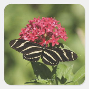 Sticker Carré Papillon à ailes longues Zebra, Heliconius