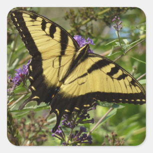 Sticker Carré Papillon à queue d'aronde sur Buddleia